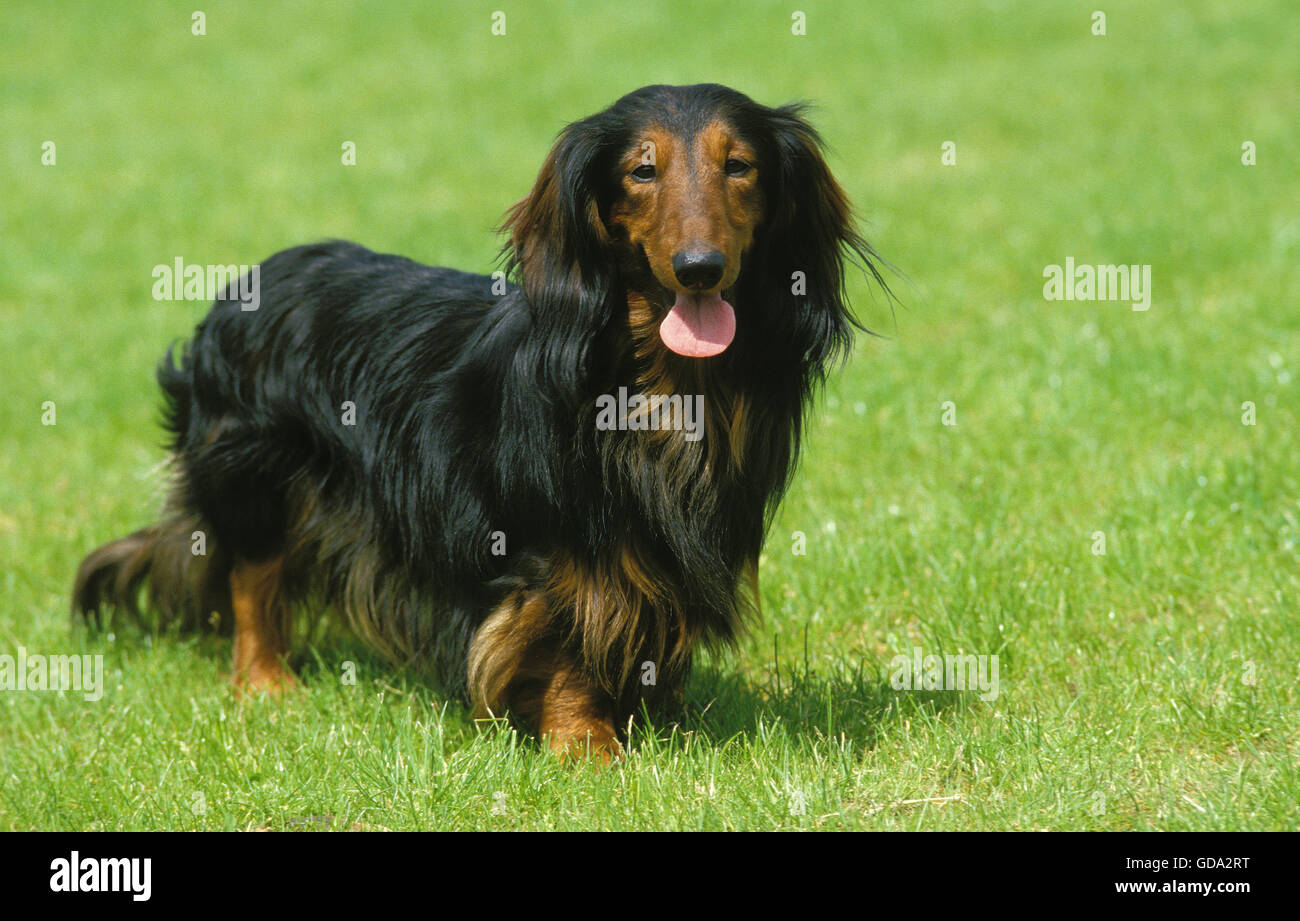 Long-Haired Dachshund on Lawn Stock Photo