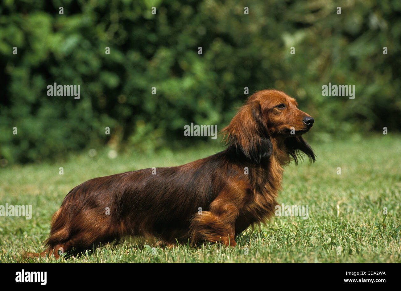 Long-Haired Dachshund, Adult on grass Stock Photo