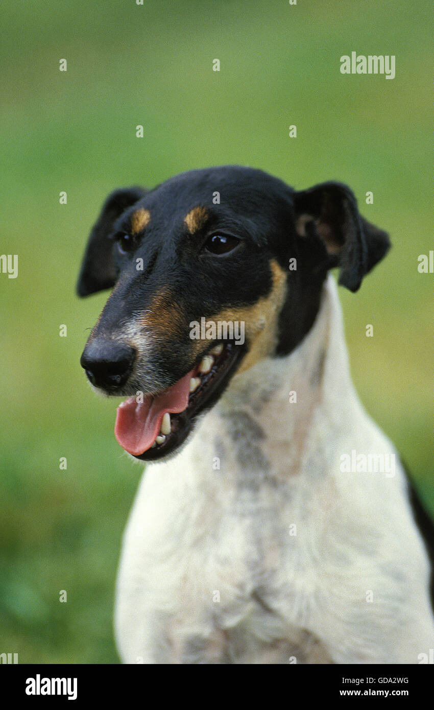 Smooth Fox Terrier, Portrait of Adult Stock Photo