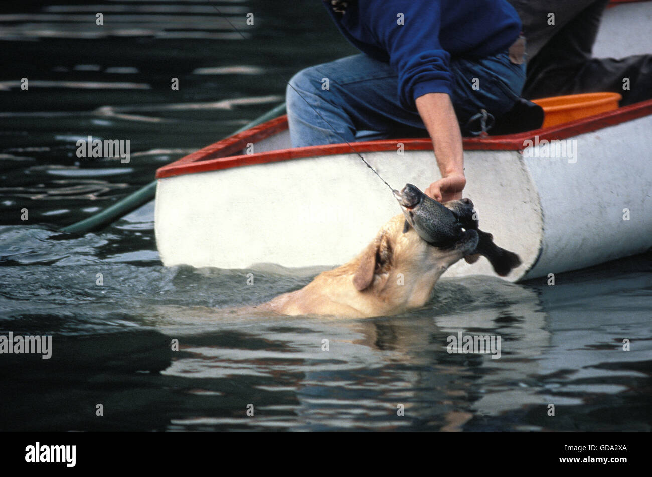 Yellow Labrador Retriever, Dog Fishing Stock Photo Alamy