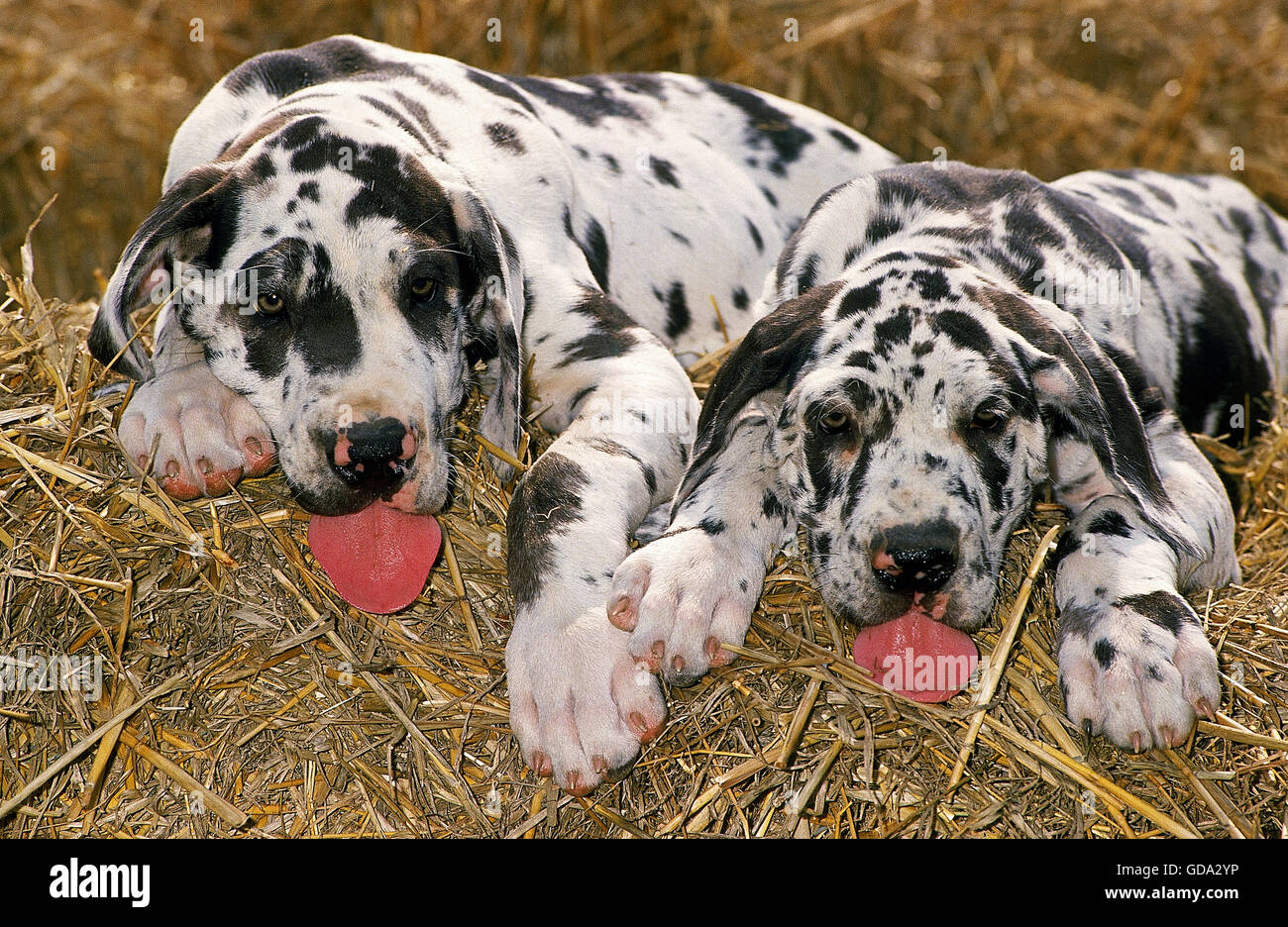 Great Dane or German Mastiff, Puppies laying on Straw Stock Photo