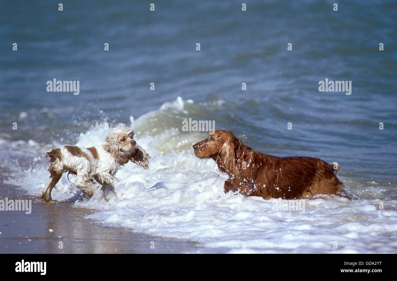 ENGLISH COCKER SPANIEL ON BEACH Stock Photo