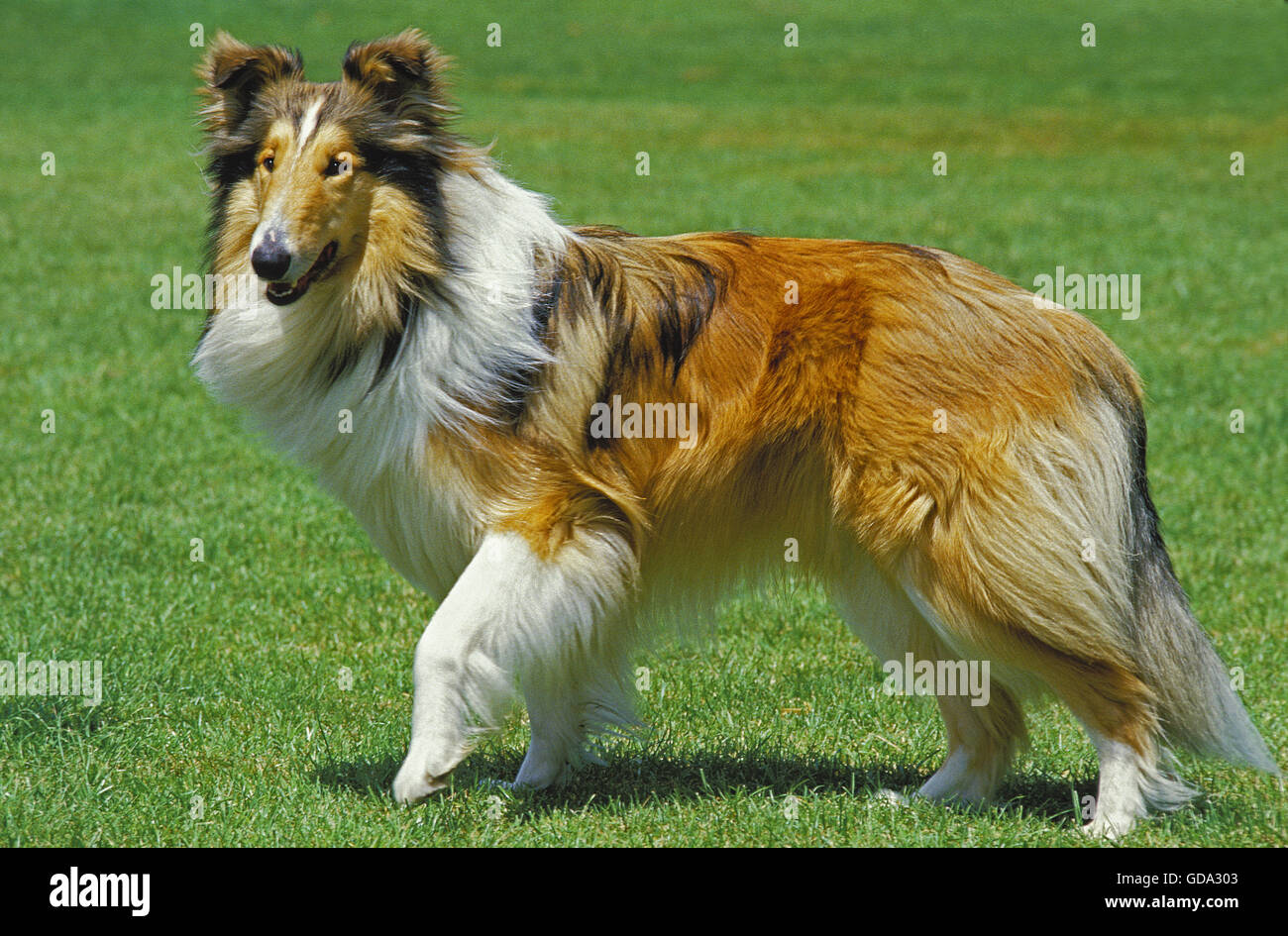 Collie Dog on Lawn Stock Photo