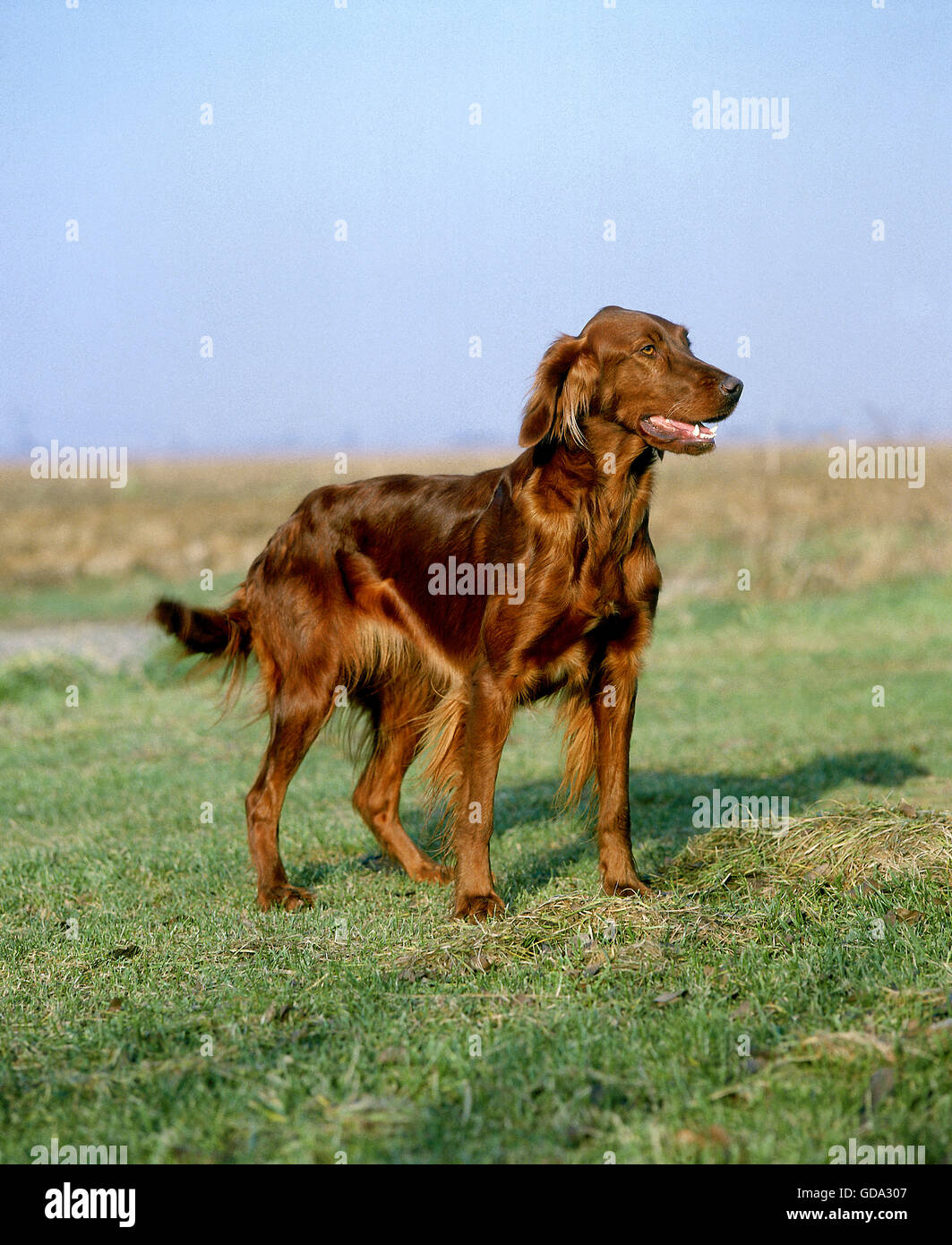 Irish Setter or Red Setter Dog Stock Photo