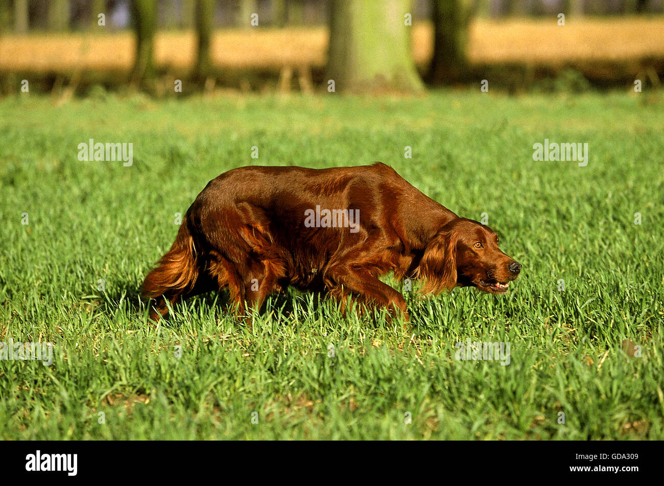 Irish Setter or Red Setter, Dog pointing Stock Photo
