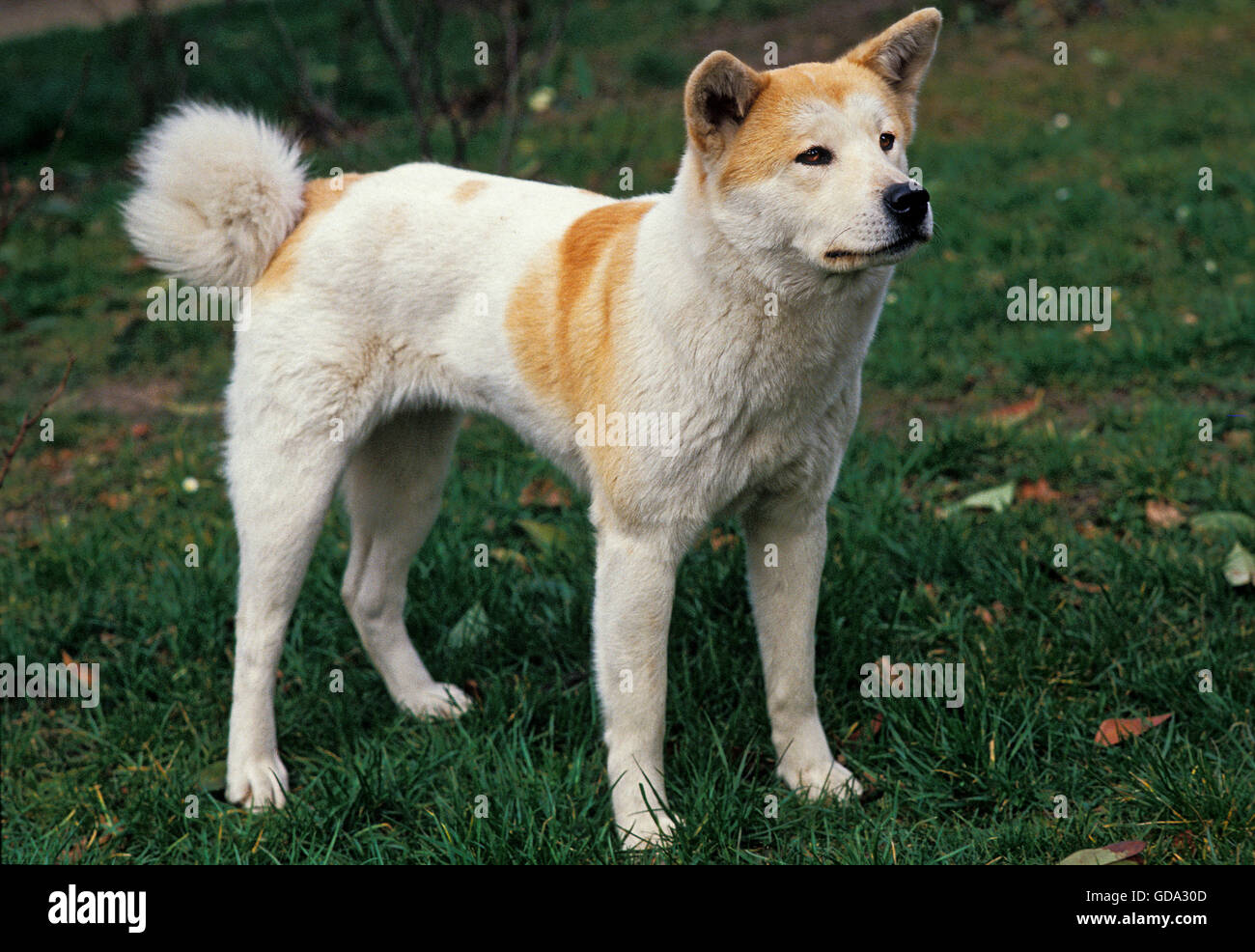 AKITA INU DOG, ADULT ON GRASS Stock Photo