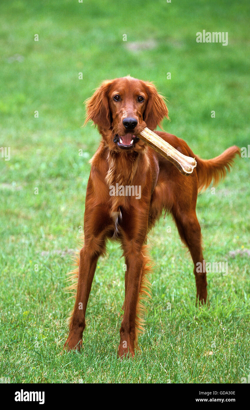 IRISH SETTER OR RED SETTER, MALE PLAYING WITH BONE Stock Photo
