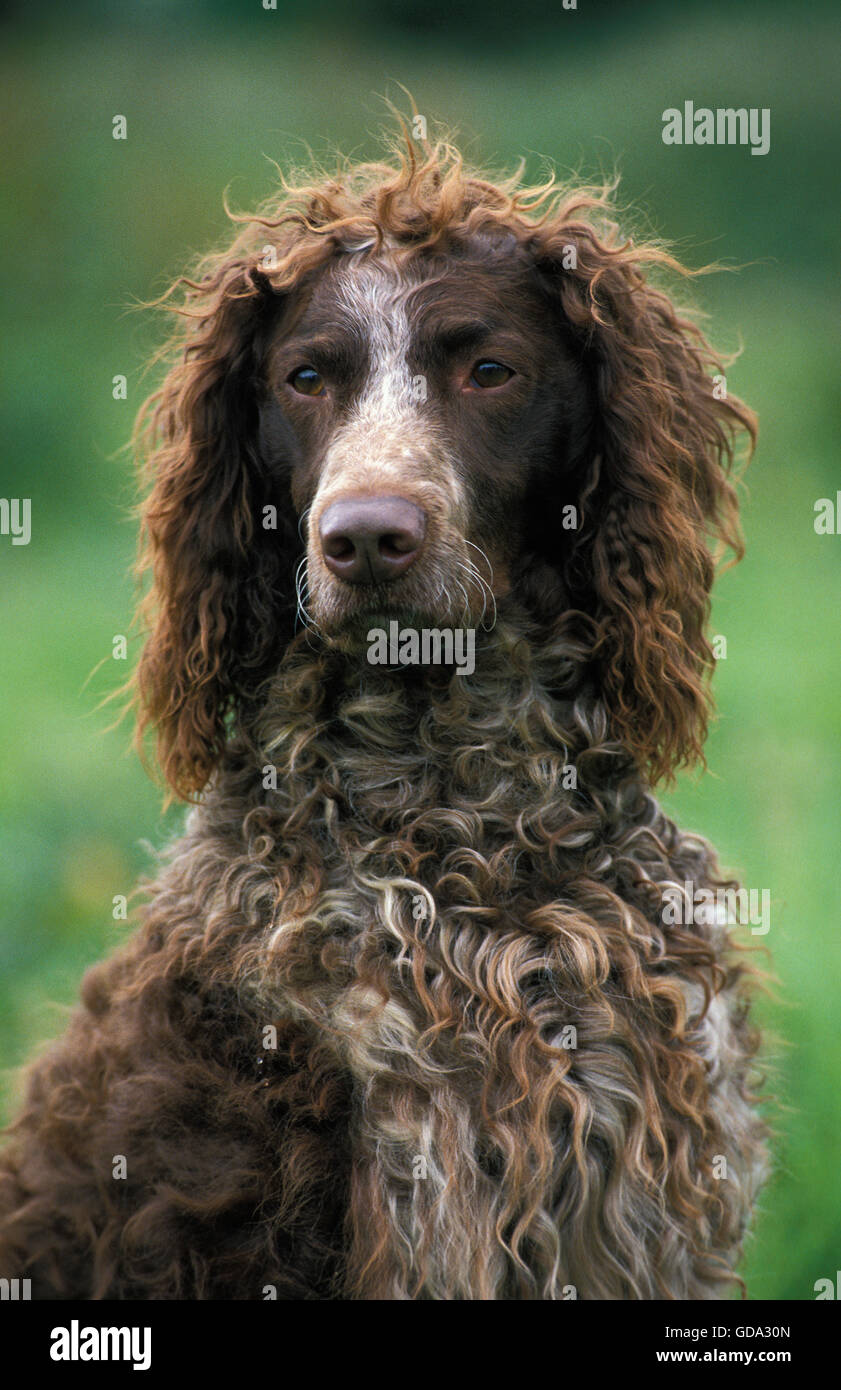 Portrait of Pont Audemer Spaniel Dog Stock Photo