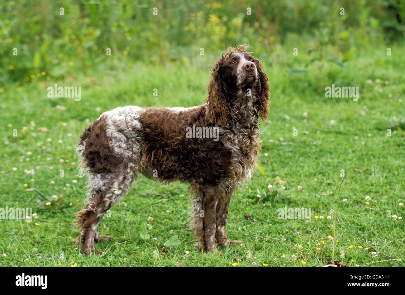 Pont Audemer Spaniel Dog on Grass Stock Photo
