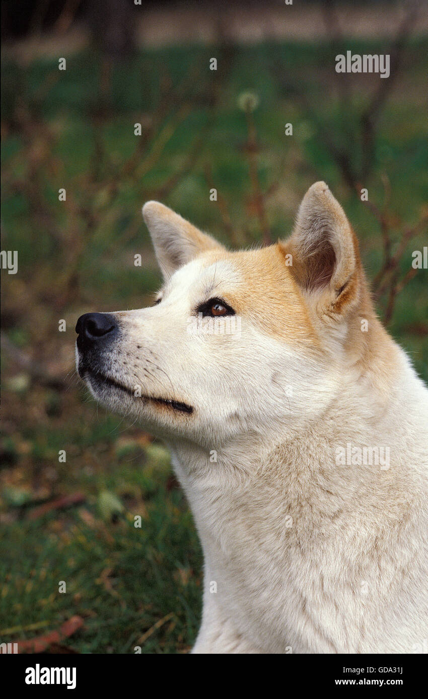 AKITA INU DOG, HEAD OF ADULT LOOKING UP Stock Photo