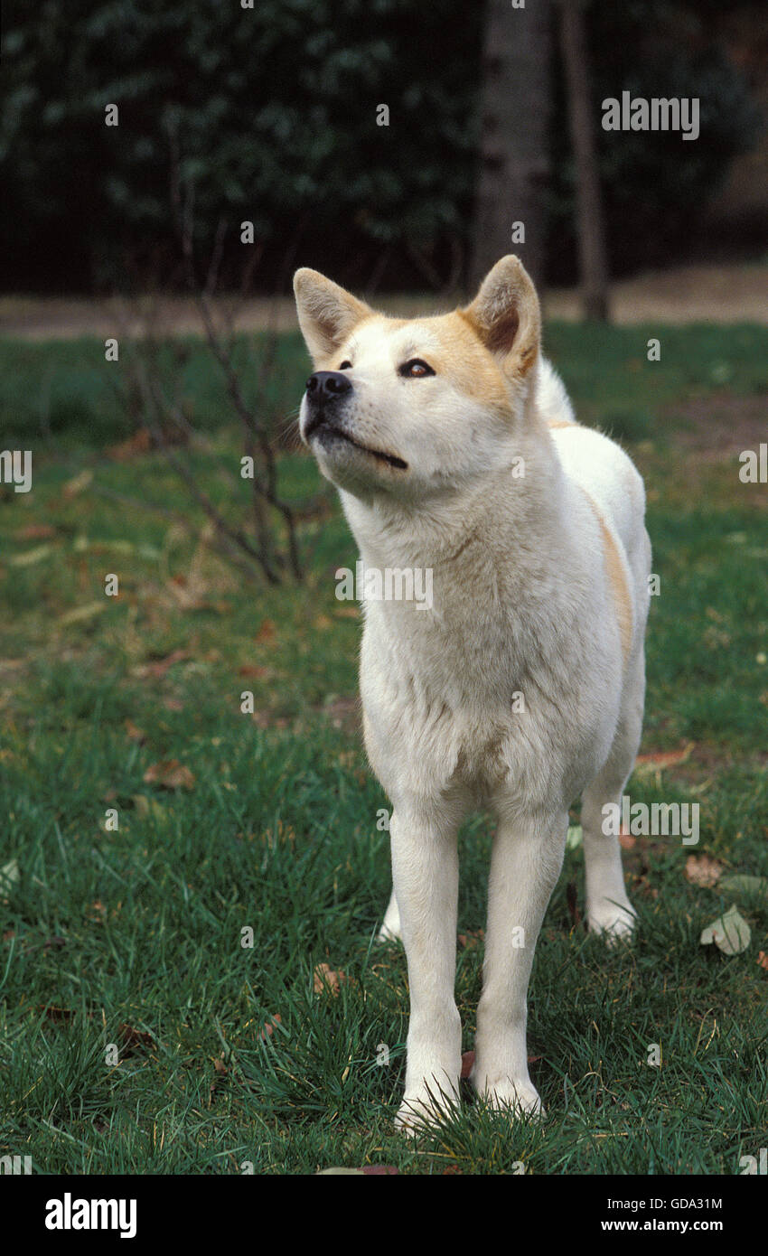 AKITA INU DOG, ADULT LOOKING UP Stock Photo