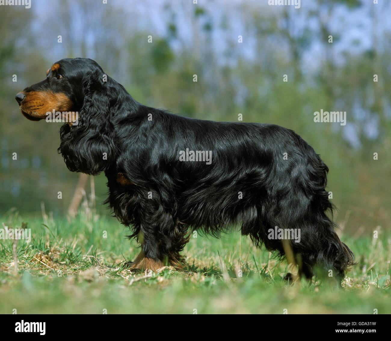 English Cocker Spaniel on Grass, black-and-tan Stock Photo