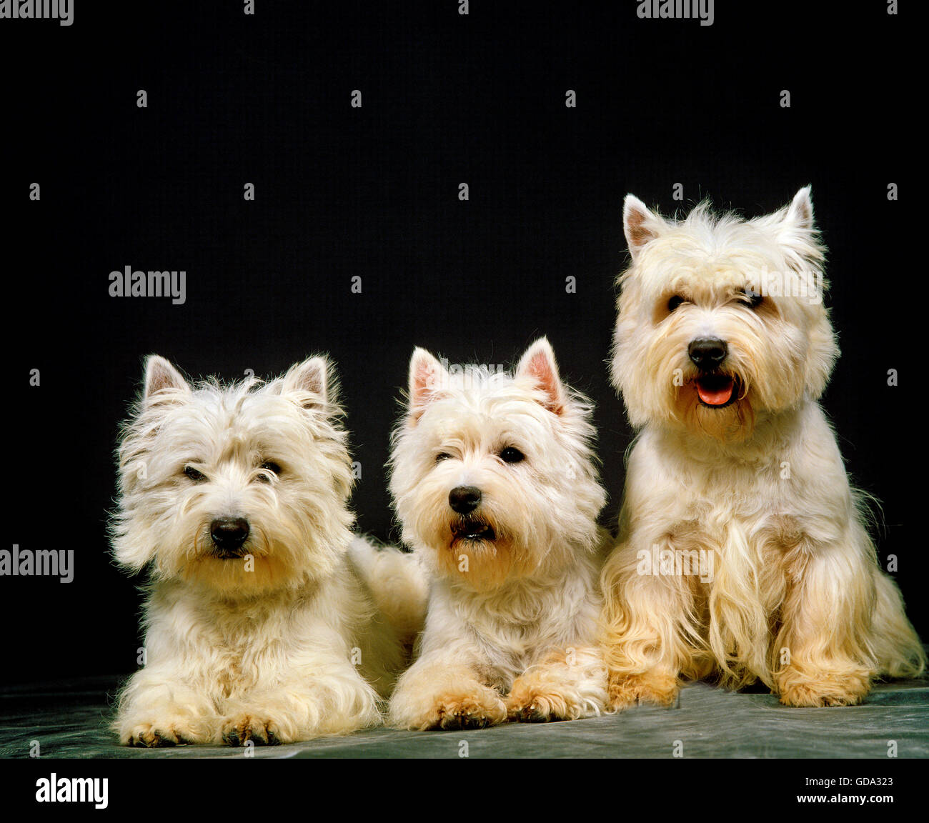 West Highland White Terrier, Adults against Black Background Stock Photo