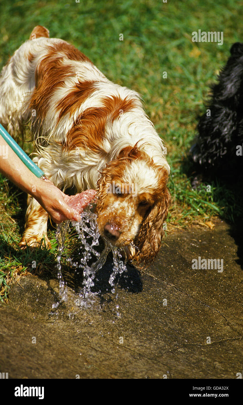 English Cocker Spaniel, Adult Drinking Water Stock Photo