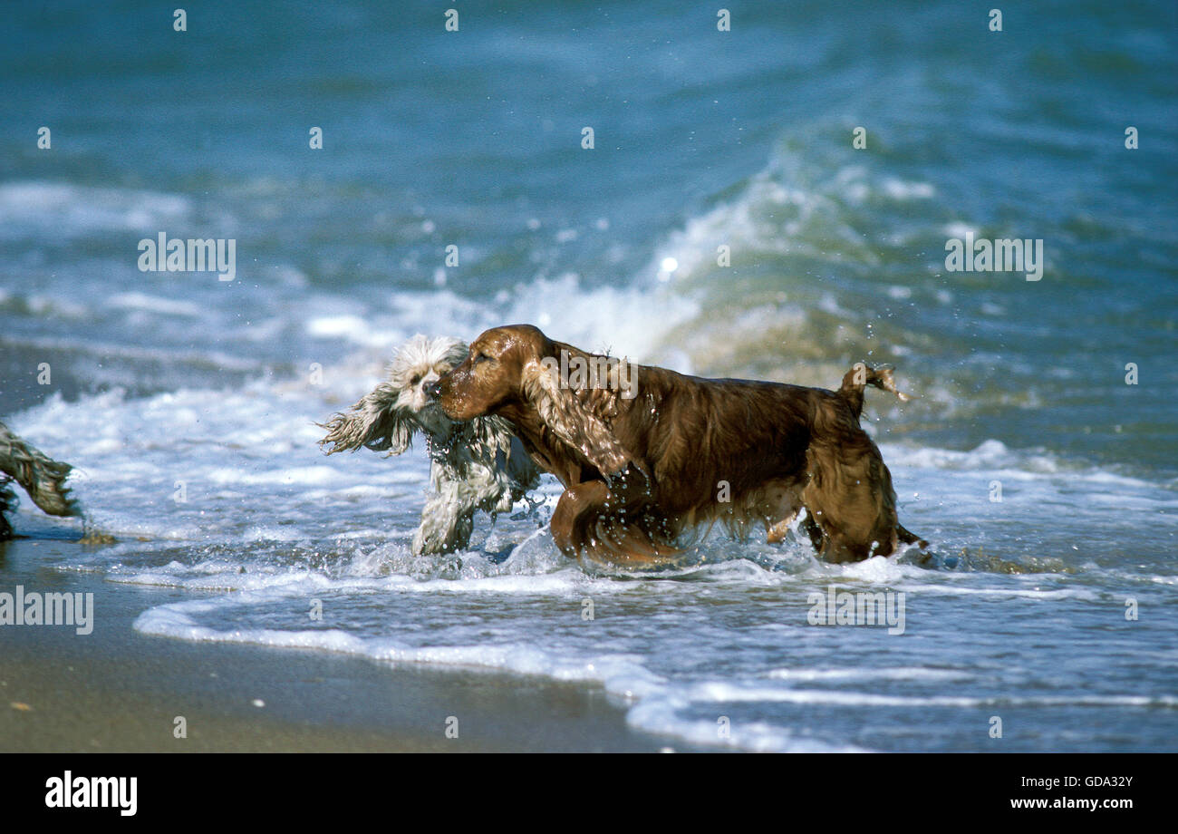 English Cocker Spaniel with Poodle, Adults Playing on Beach Stock Photo