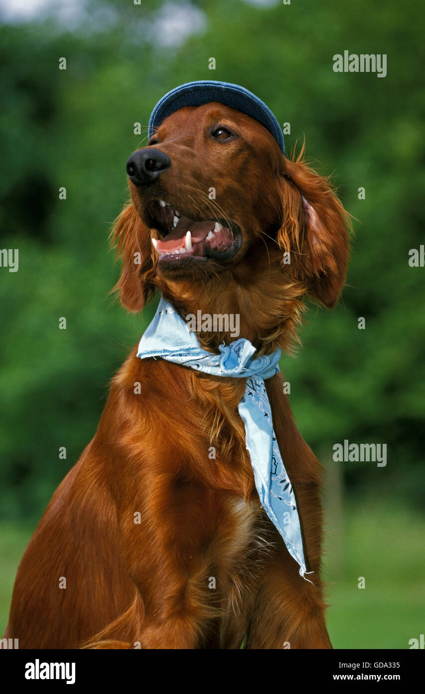 Irish Setter or Red Setter, Disguised Dog Stock Photo