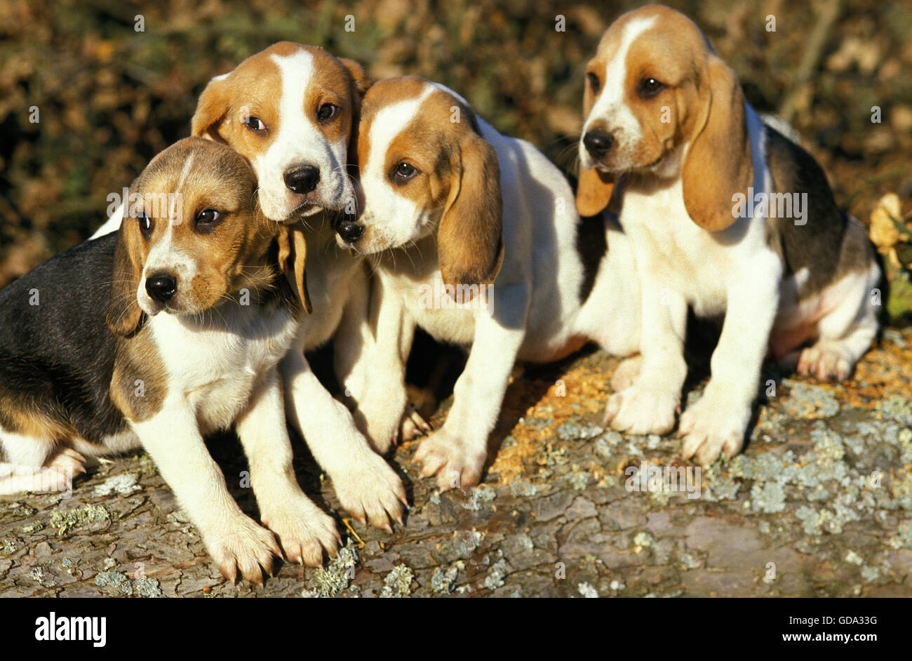 Artois Hound, Puppies sitting Stock Photo