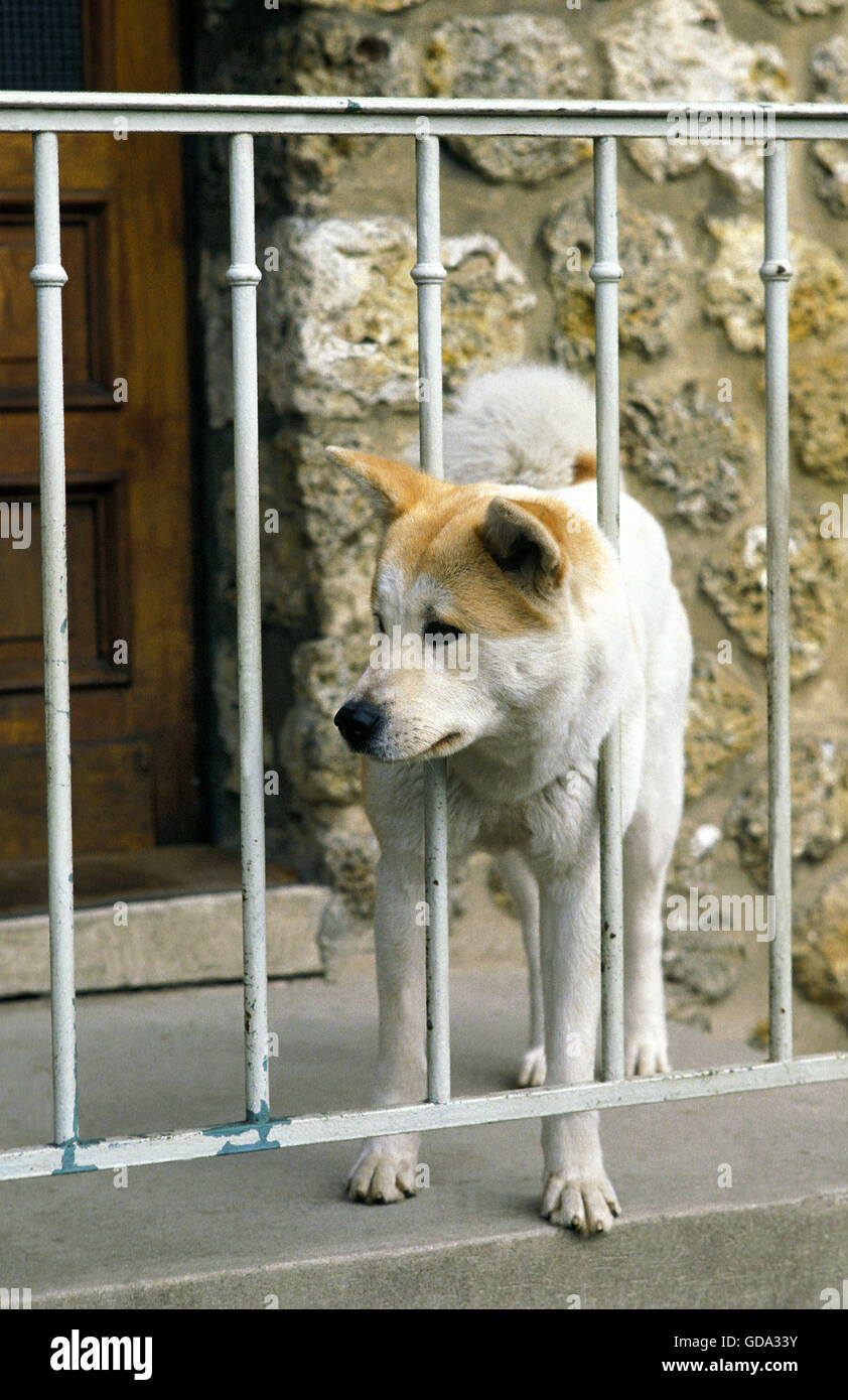 Akita Inu Dog Guarding House Stock Photo