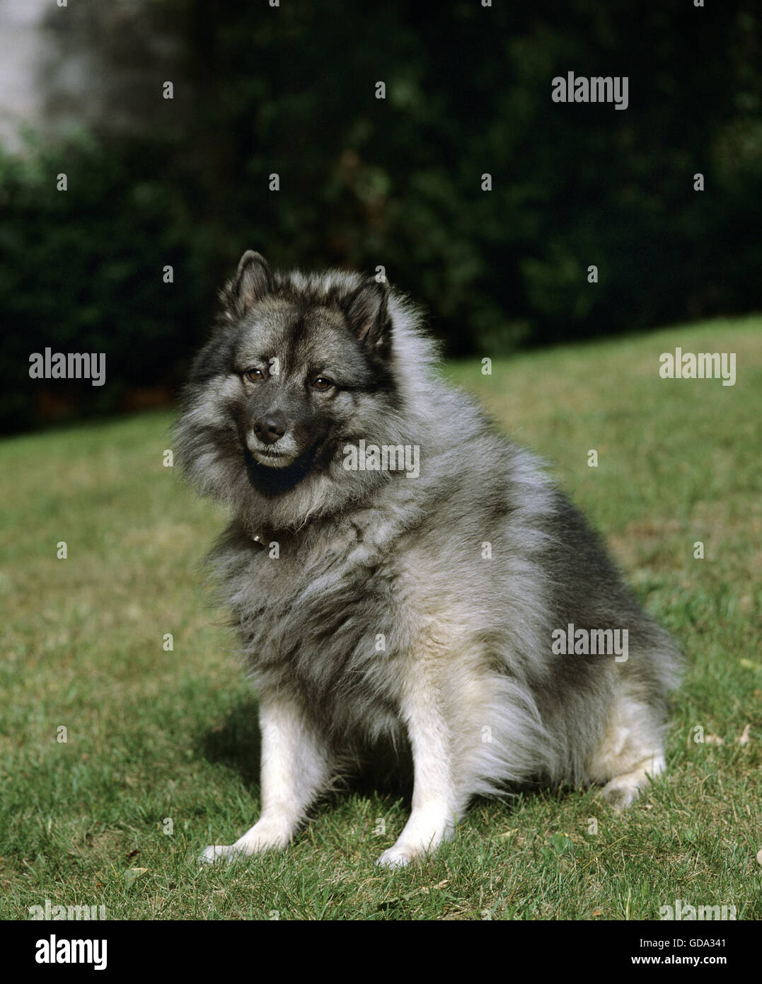 Wolf Spitz Dog Sitting On Lawn Stock Photo Alamy