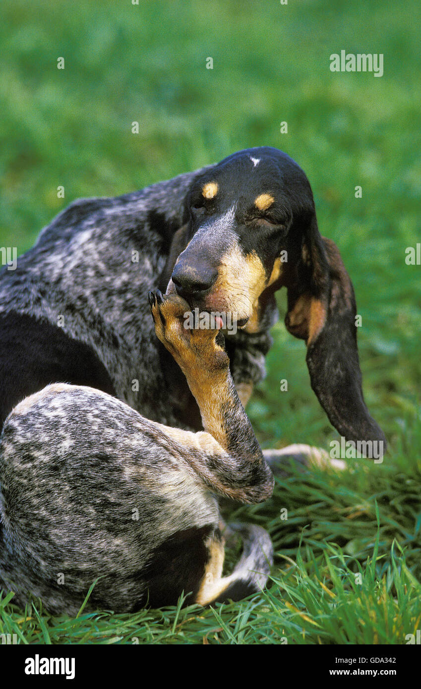 Great Blue Gascony Hound, Dog licking its Paw Stock Photo Alamy