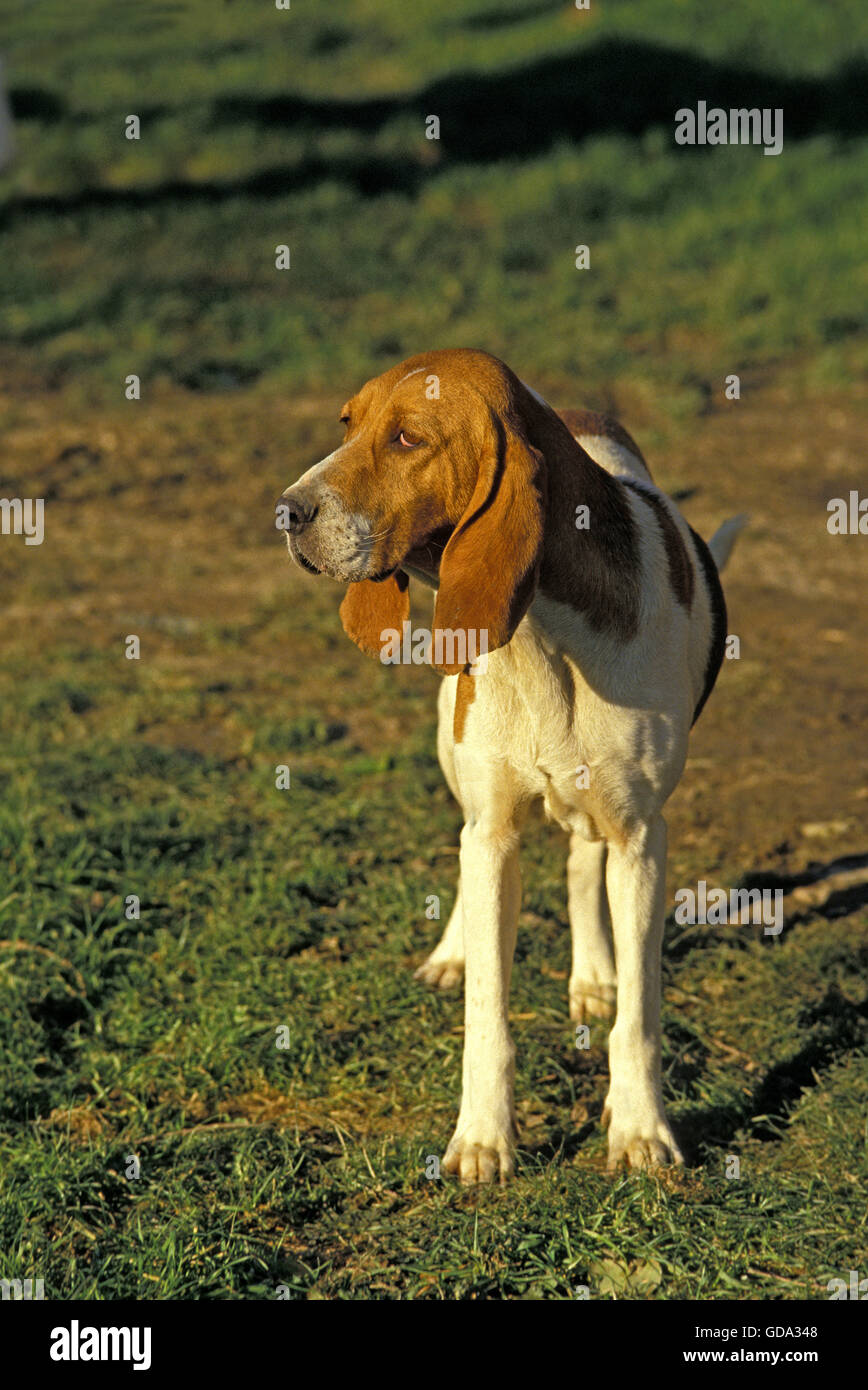 Artois Hound Dog Stock Photo