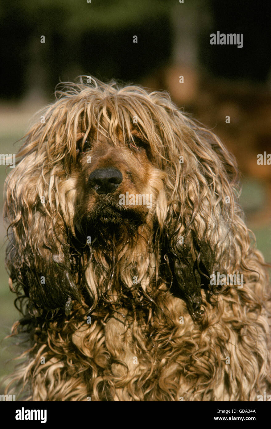 English Cocker Spaniel, Adult (not grooming) Stock Photo