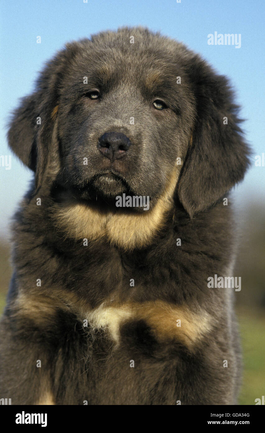 Tibetan mastiff puppy hi-res stock photography and images - Page 2 - Alamy Tibetan mastiff puppy hi-res stock photography and images - Page 2 - Alamy