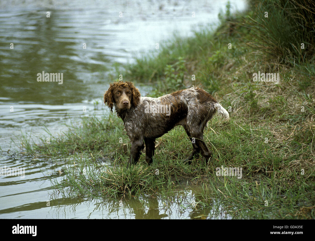 Pont Audemer Spaniel, a French Breed Dog Stock Photo