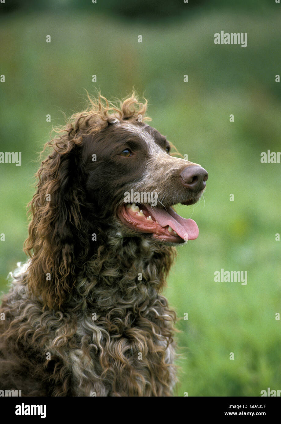 Pont Audemer Spaniel Dog, Portrait of Adult with Tongue out Stock Photo
