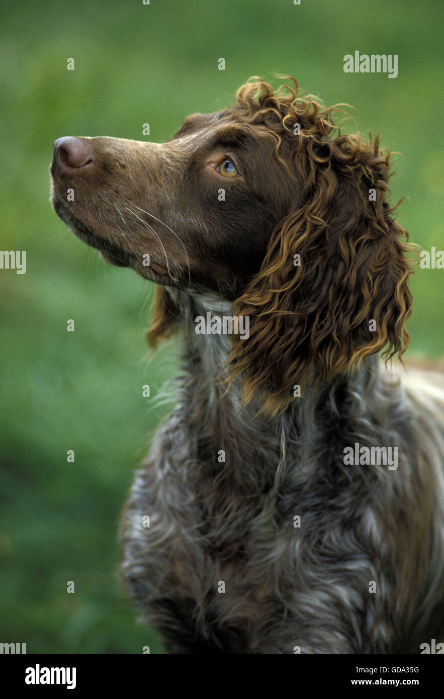 Portrait of Pont Audemer Spaniel Dog, a French Breed Stock Photo