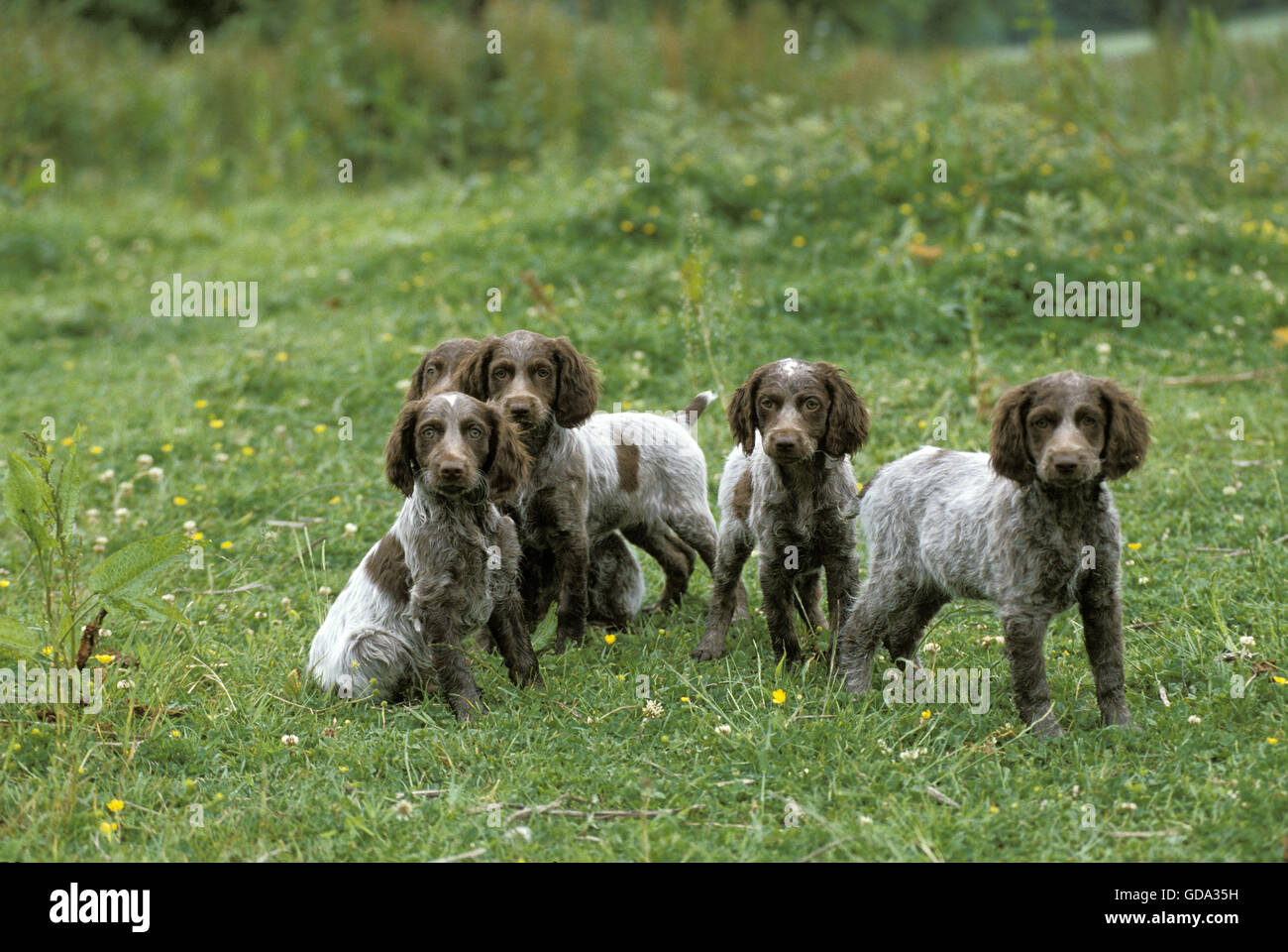 Pont Audemer Spaniel Dog, Pup, French Breed Stock Photo