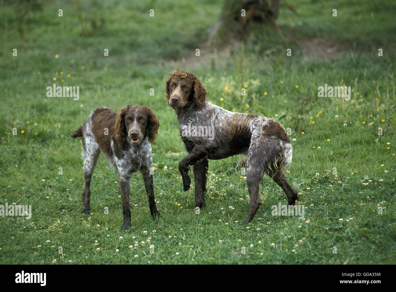 Pont Audemer Spaniel Dog, a French Breed Stock Photo