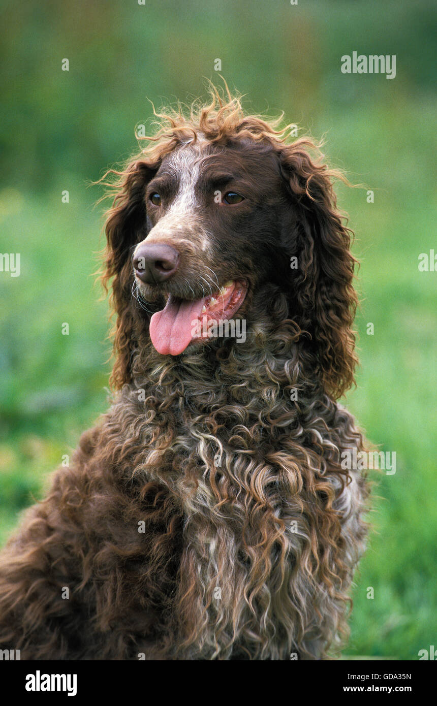 Pont Audemer Spaniel Dog, Portrait of Adult Stock Photo