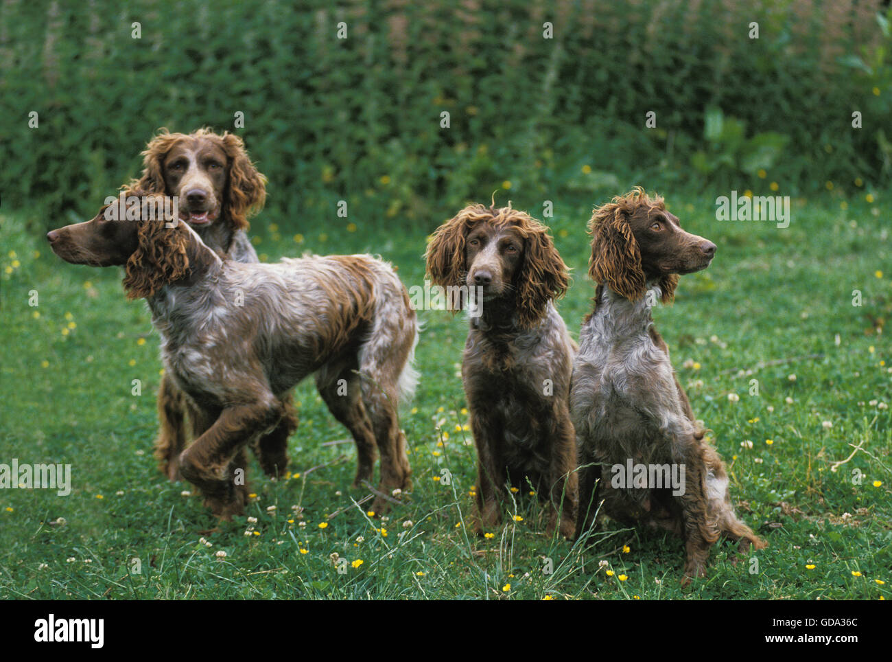 Pont Audemer Spaniel Dog, A french Breed Stock Photo