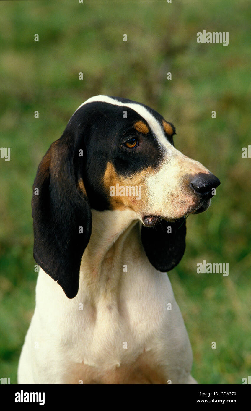 GREAT ANGLO-FRENCH TRICOLOUR HOUND, PORTRAIT OF ADULT Stock Photo