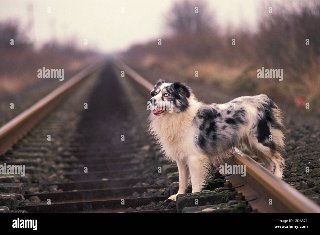Australian Shepherd Dog on  Rail Road Stock Photo
