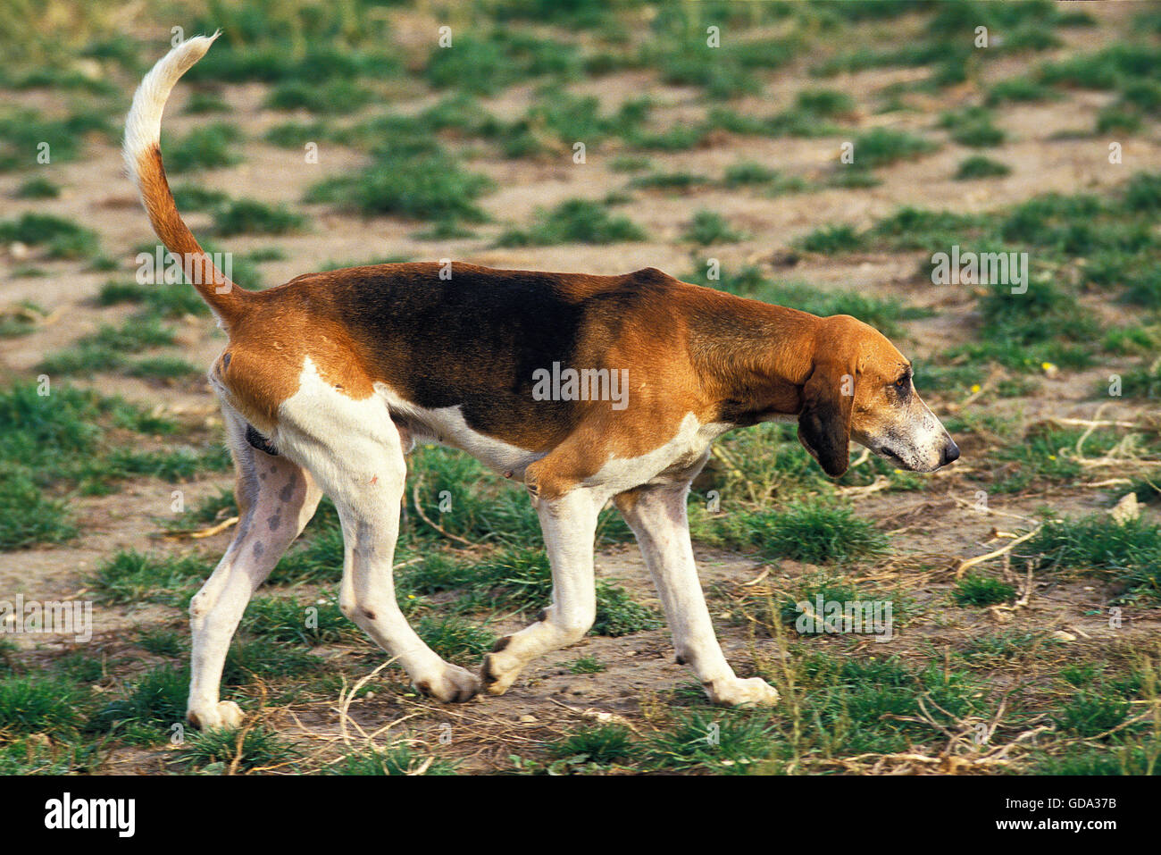 GREAT ANGLO-FRENCH TRICOLOUR HOUND Stock Photo