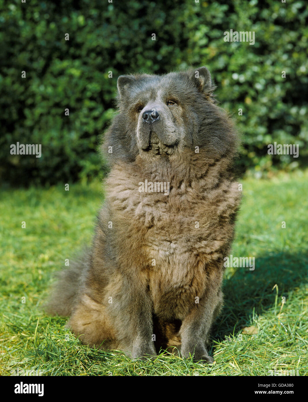 Chow Chow Dog sitting on Grass Stock Photo