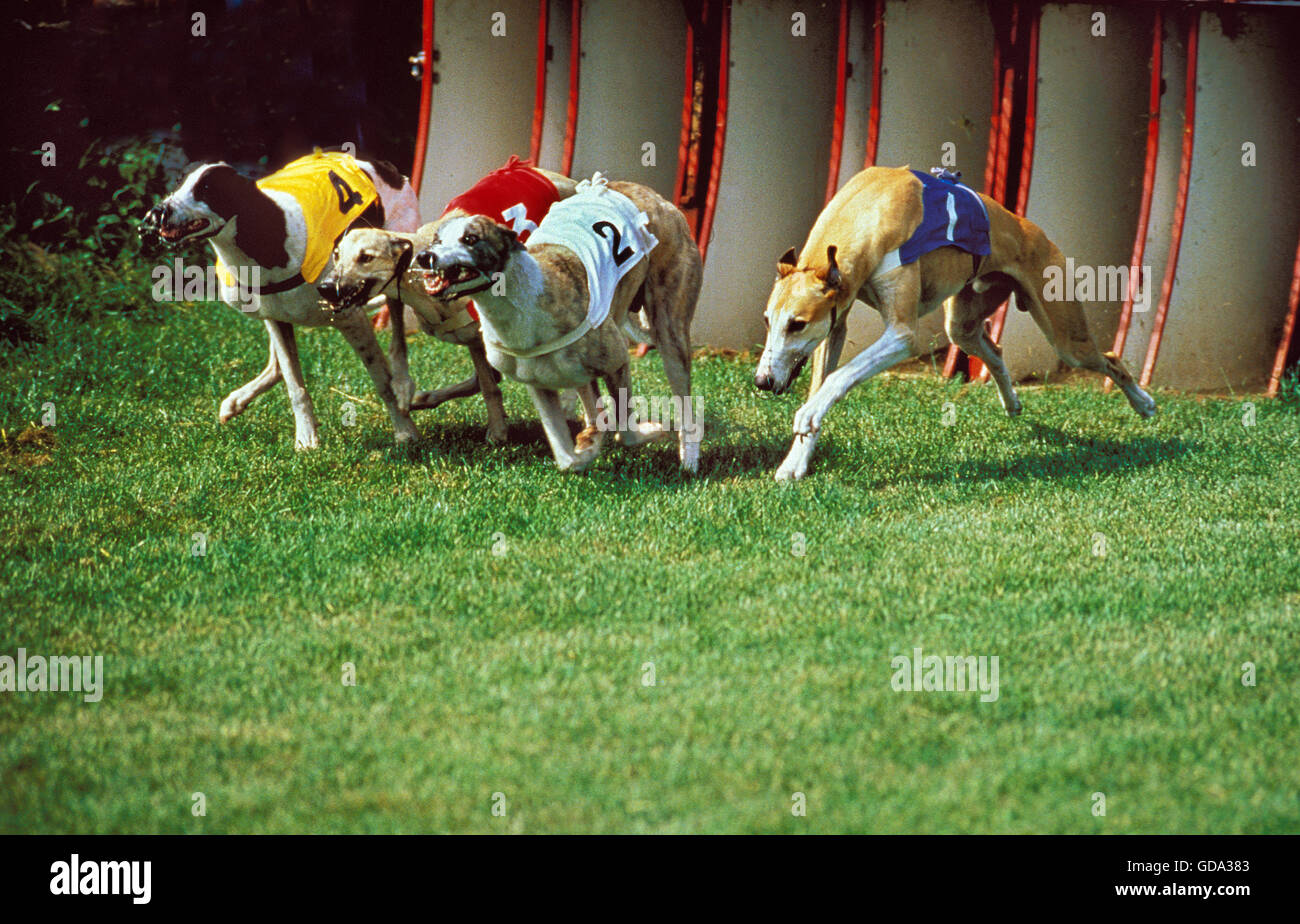 Greyhound racing hires stock photography and images Alamy