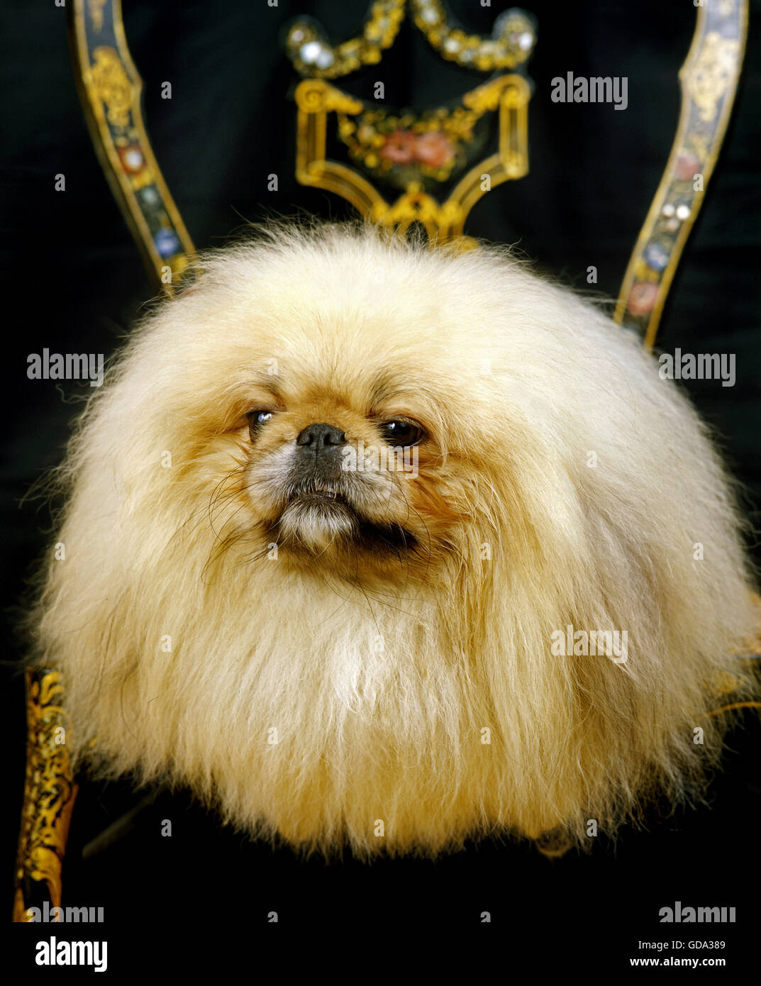Pekinese Dog Stock Photo