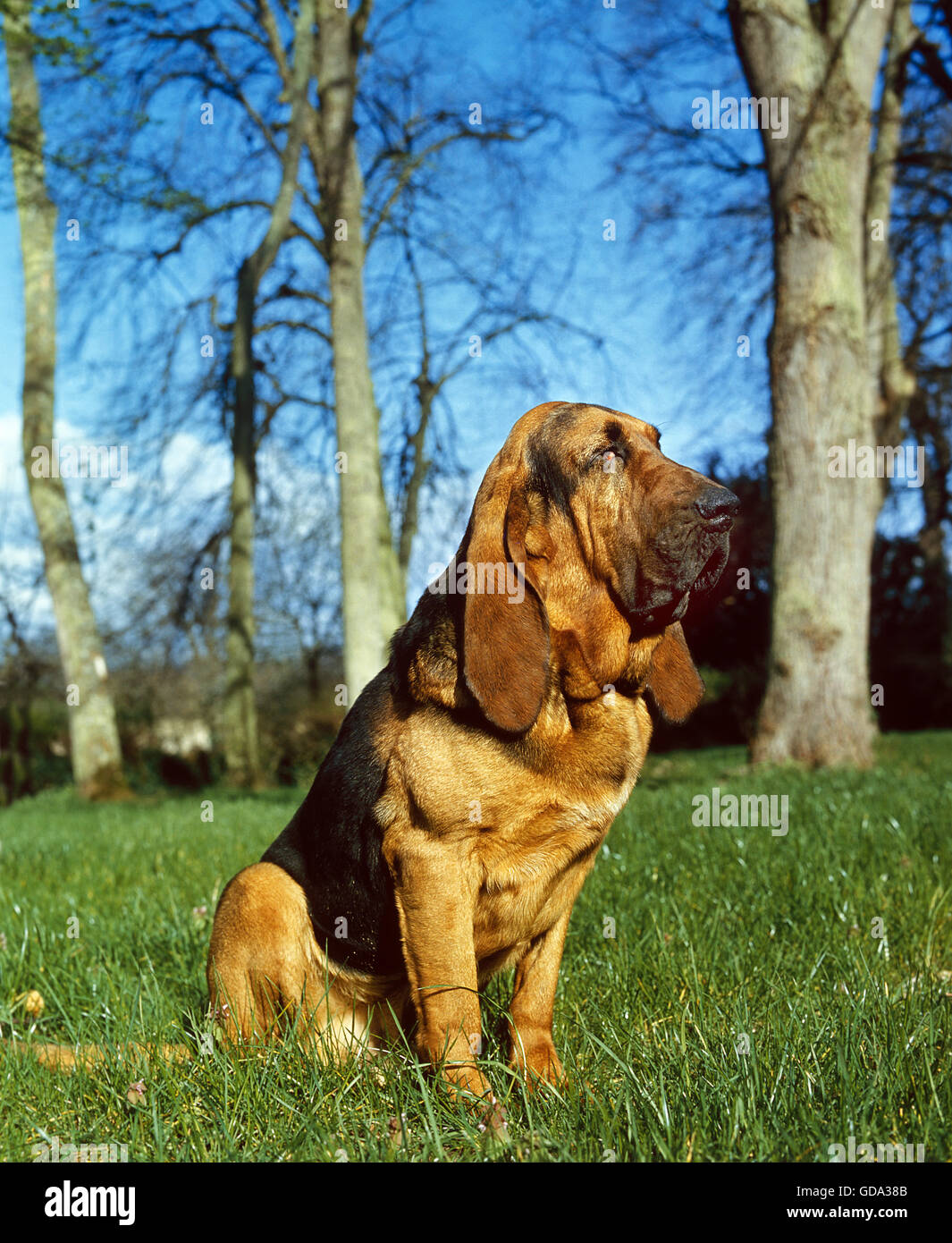 Bloodhound or Saint Hubert Hound sitting on Grass Stock Photo Alamy