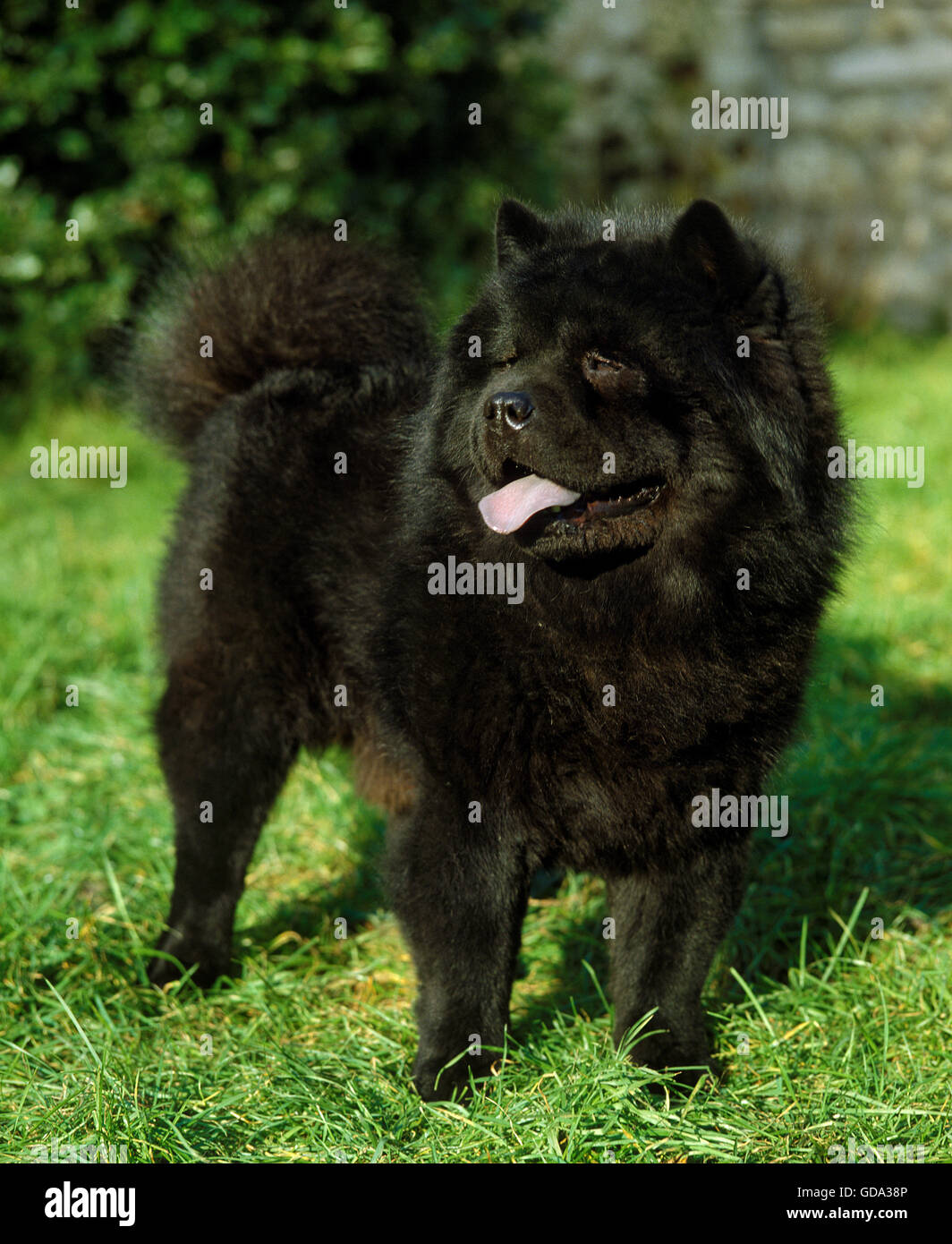 Chow Chow Dog on Grass Stock Photo