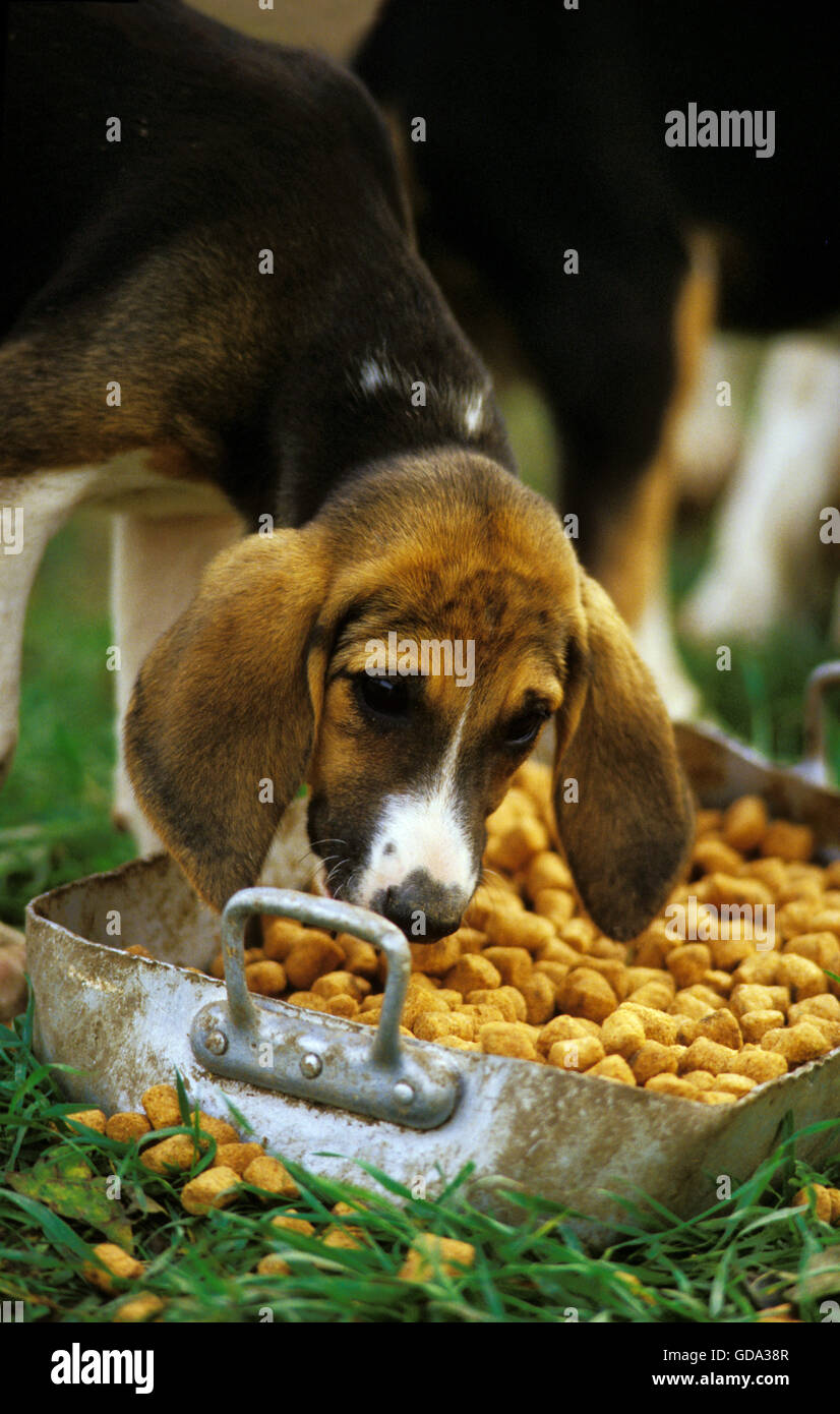 Great Anglo-French Tricolour Hound, Adult Eating Food Stock Photo