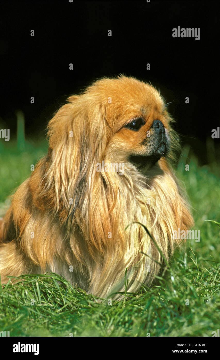 Pekinese Dog sitting on Grass Stock Photo
