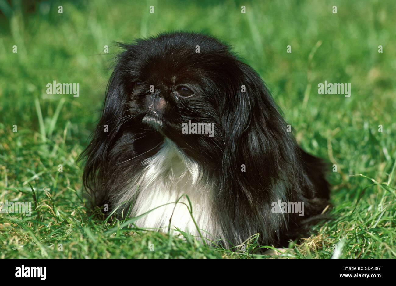 Pekinese Dog laying on Grass Stock Photo