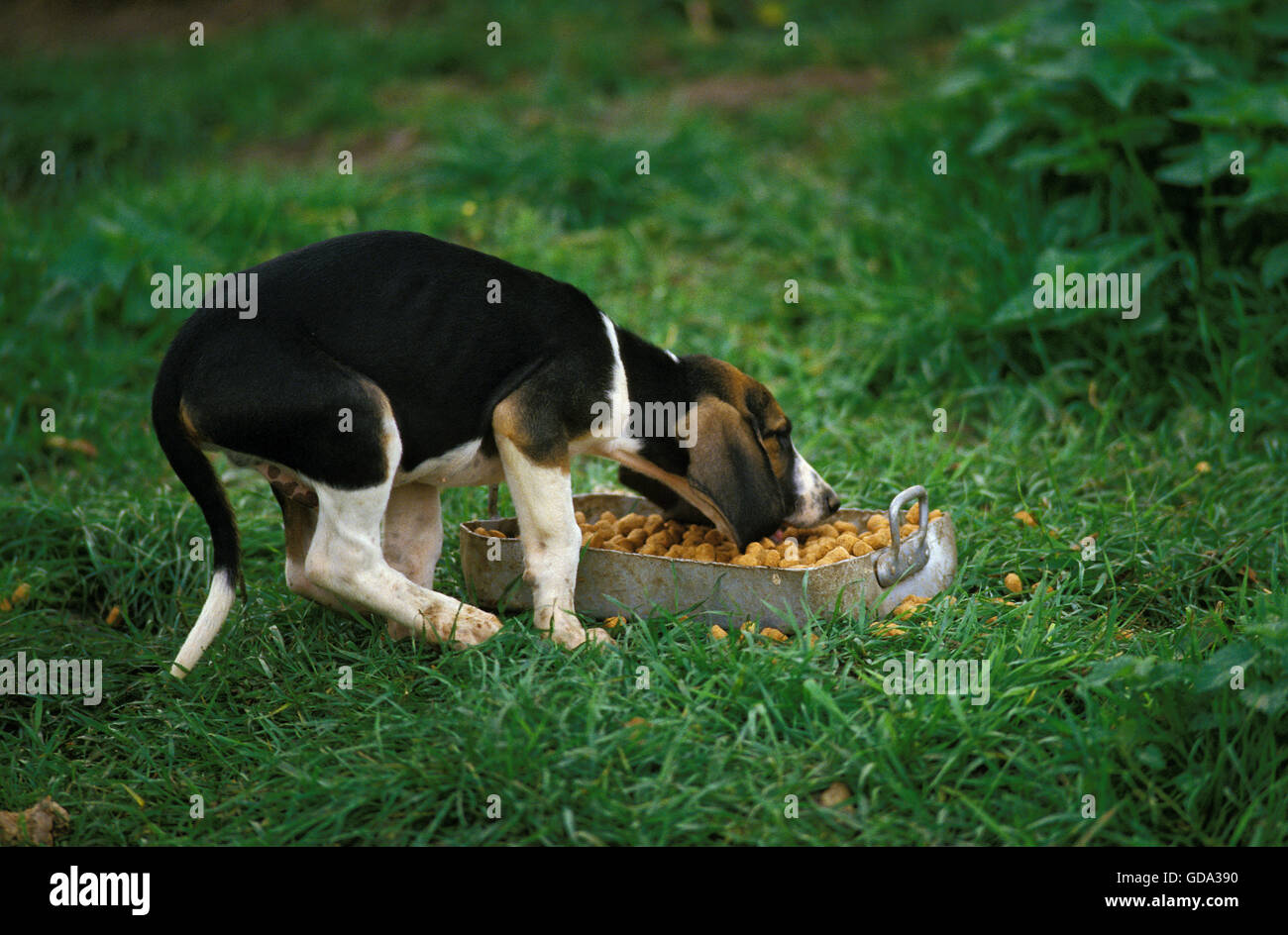 Great Anglo-French Tricolour Hound, Pup Eating Food Stock Photo