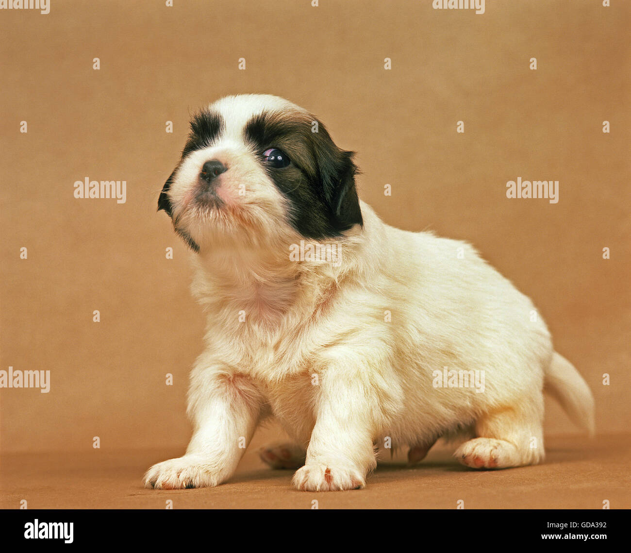 Tibetan Spaniel, Pup Stock Photo