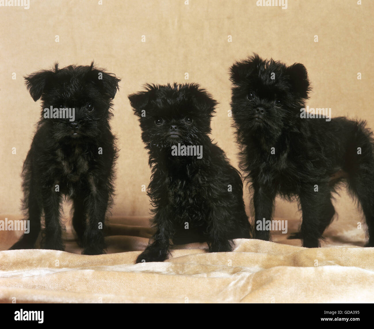 Affenpinscher Dog, Pup sitting Stock Photo