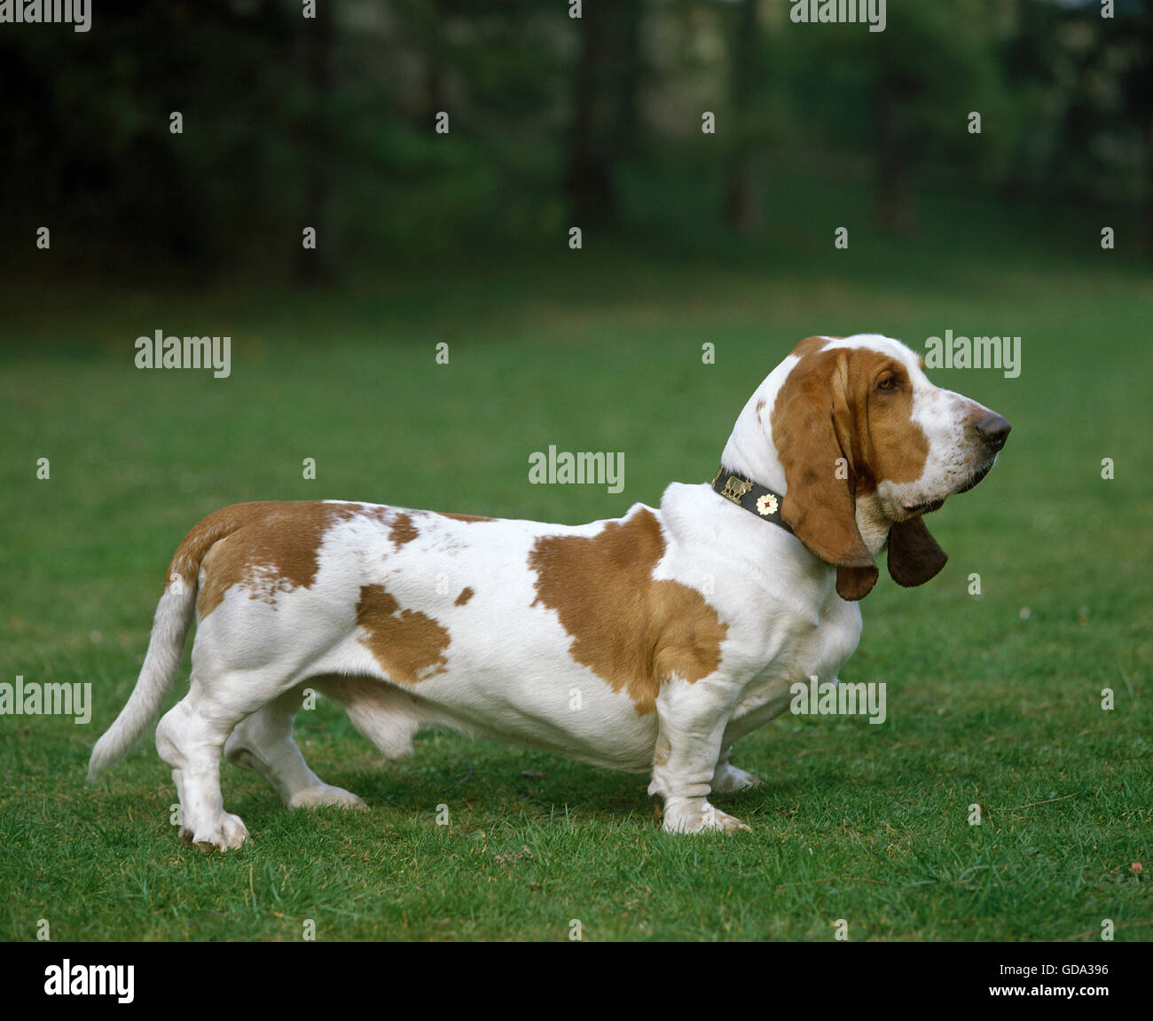 Basset Hound Dog Stock Photo