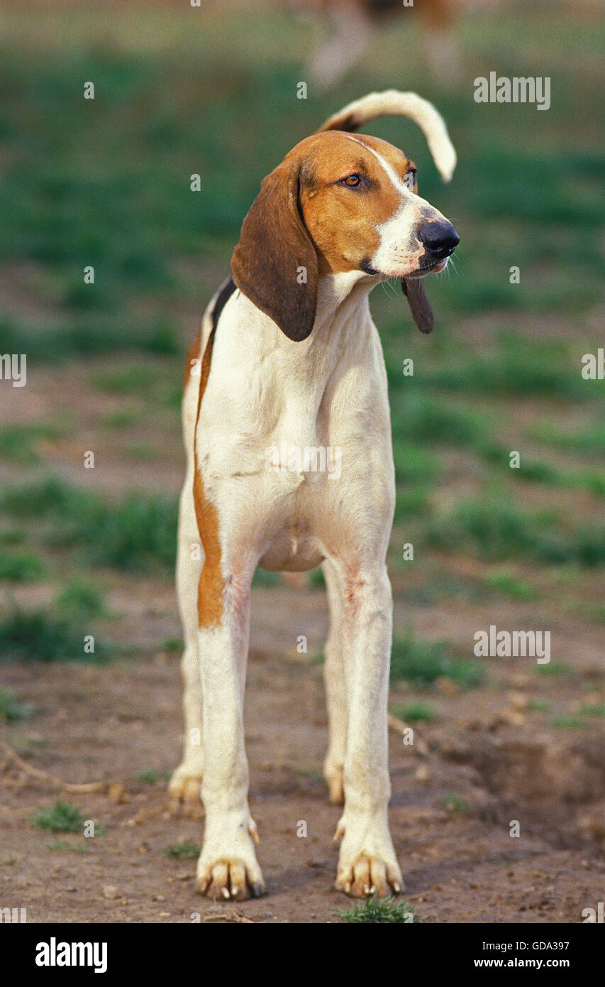 GREAT ANGLO-FRENCH TRICOLOUR HOUND, ADULT Stock Photo